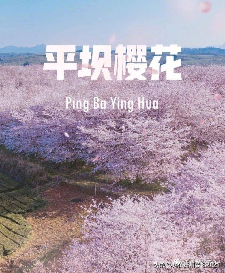 黄桃鹦鹉不抱窝怎么办？